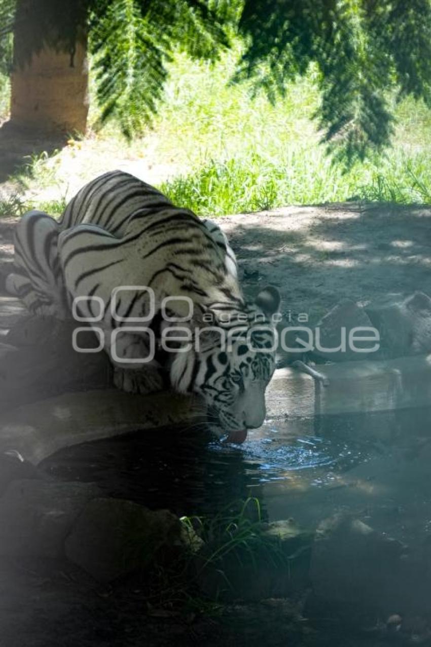 TLAXCALA . DÍA INTERNACIONAL DEL TIGRE