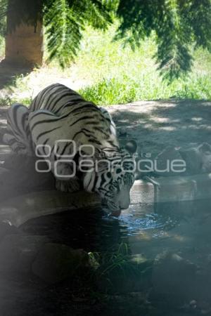 TLAXCALA . DÍA INTERNACIONAL DEL TIGRE