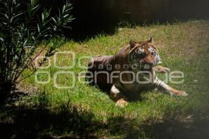TLAXCALA . DÍA INTERNACIONAL DEL TIGRE