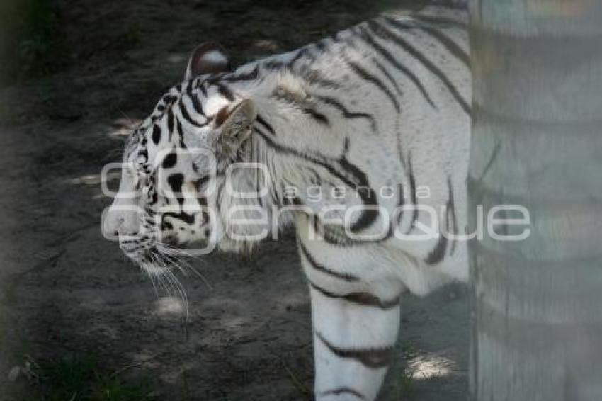 TLAXCALA . DÍA INTERNACIONAL DEL TIGRE