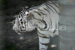 TLAXCALA . DÍA INTERNACIONAL DEL TIGRE