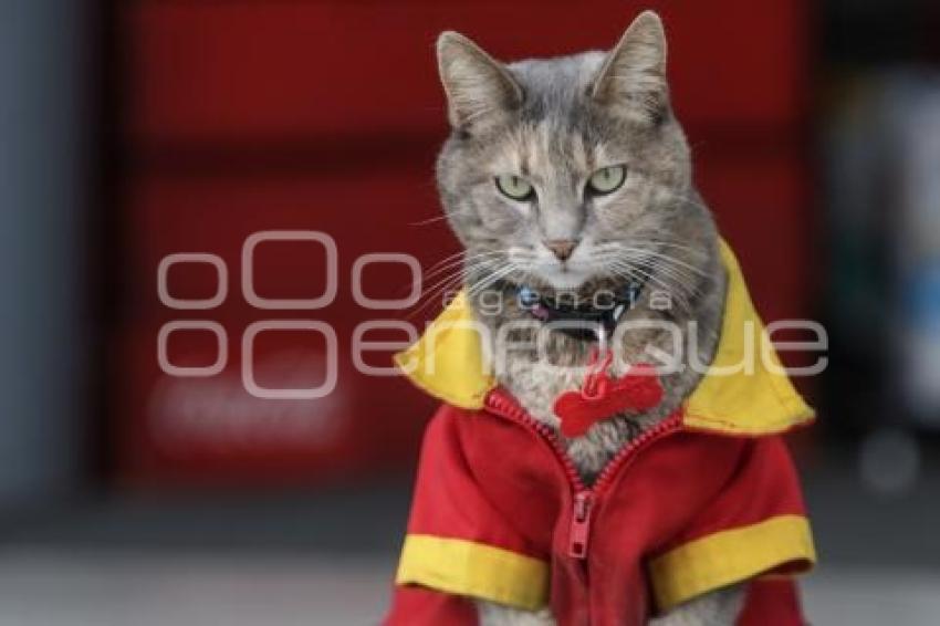 OXXO . GATITA MININA
