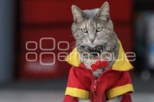 OXXO . GATITA MININA