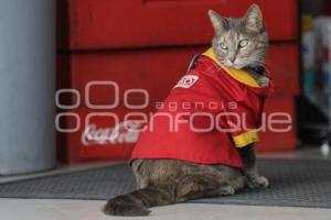 OXXO . GATITA MININA