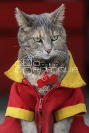 OXXO . GATITA MININA