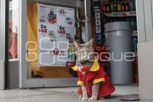 OXXO . GATITA MININA
