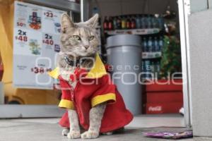 OXXO . GATITA MININA