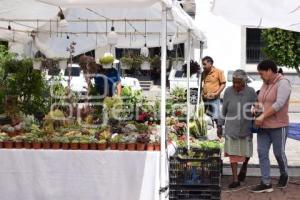 TLAXCALA . FESTIVAL DE SUCULENTAS
