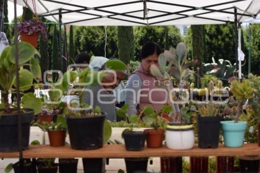 TLAXCALA . FESTIVAL DE SUCULENTAS