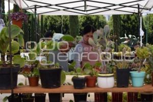 TLAXCALA . FESTIVAL DE SUCULENTAS