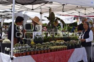 TLAXCALA . FESTIVAL DE SUCULENTAS