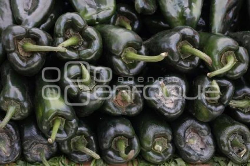 CALPAN . PRODUCTORES DE FRUTA