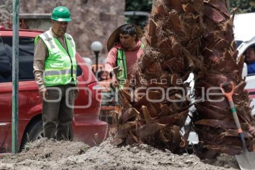 BULEVAR HERMANOS SERDÁN . PALMERAS