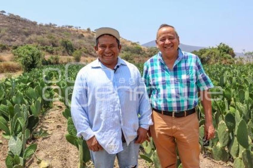 FLOR DE LA TIERRA