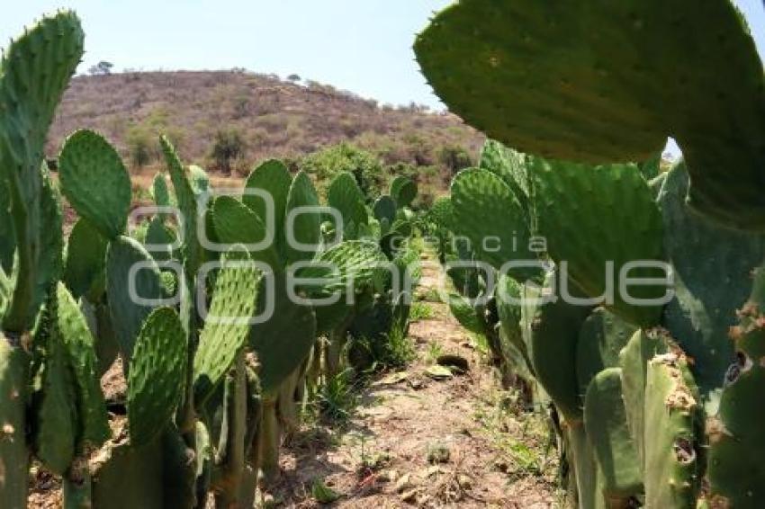 FLOR DE LA TIERRA