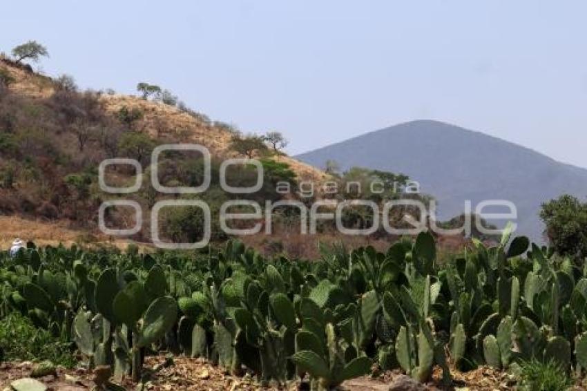 FLOR DE LA TIERRA