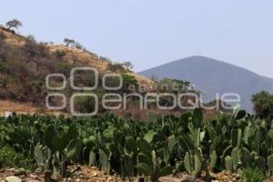 FLOR DE LA TIERRA