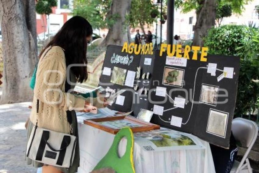 ATLIXCO . AGUACATE FUERTE