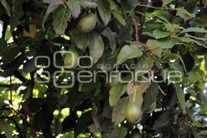 ATLIXCO . AGUACATE FUERTE