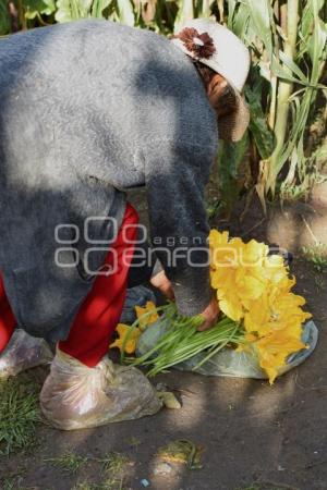 TLAXCALA . FLOR DE CALABAZA