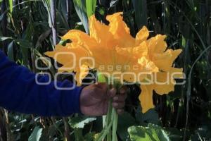 TLAXCALA . FLOR DE CALABAZA