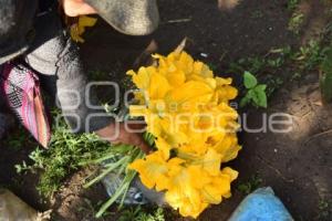 TLAXCALA . FLOR DE CALABAZA