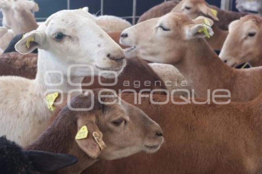 GOBIERNO ESTATAL . APOYO CAMPO