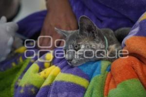 TLAXCALA . JORNADA DE ESTERILIZACIÓN