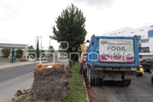 AYUNTAMIENTO . PODA DE ÁRBOLES