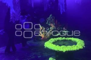 ACUARIO MICHIN . EXPERIENCIA INMERSIVA