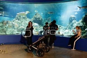 ACUARIO MICHIN . EXPERIENCIA INMERSIVA