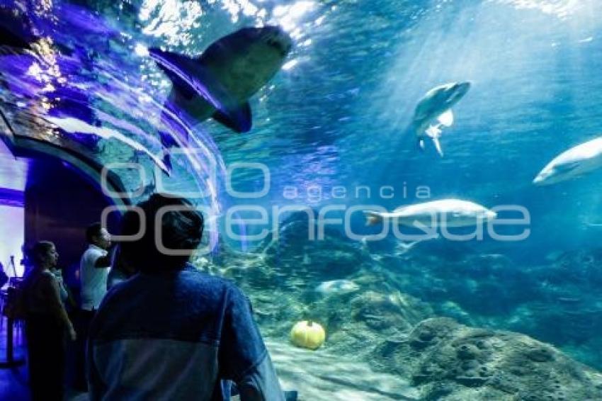 ACUARIO MICHIN . EXPERIENCIA INMERSIVA