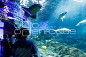 ACUARIO MICHIN . EXPERIENCIA INMERSIVA