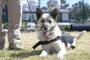 TLAXCALA . UNIDAD CANINA K-9