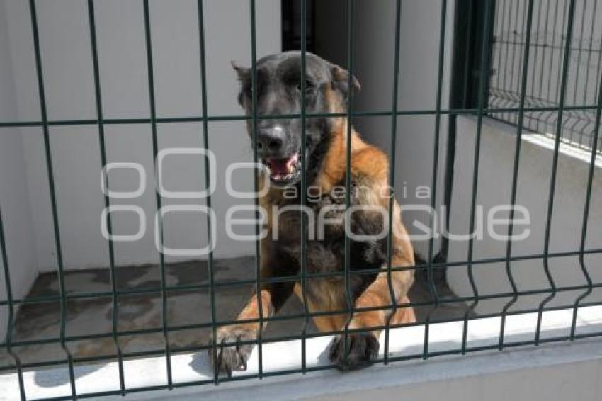 TLAXCALA . UNIDAD CANINA K-9