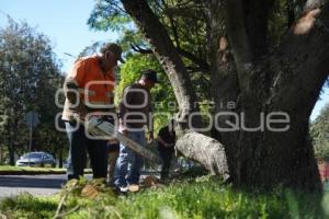 TLAXCALA . DERRIBO DE ÁRBOL