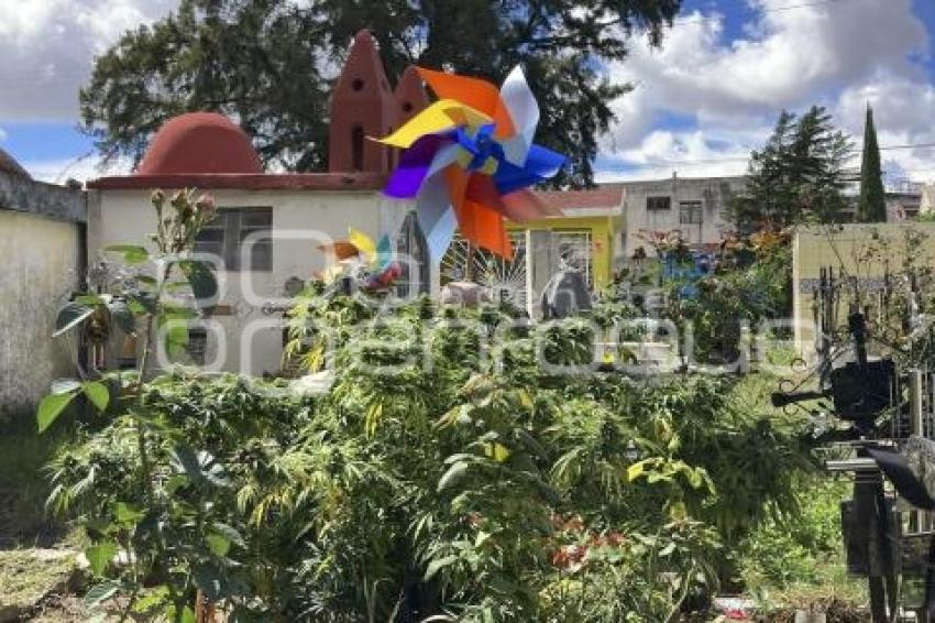 PANTEÓN GUADALUPE . MARIHUANA