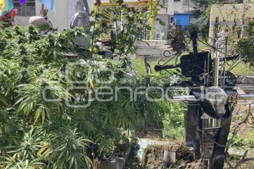 PANTEÓN GUADALUPE . MARIHUANA
