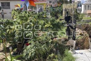 PANTEÓN GUADALUPE . MARIHUANA