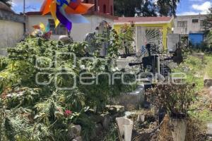 PANTEÓN GUADALUPE . MARIHUANA