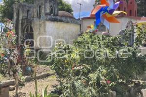 PANTEÓN GUADALUPE . MARIHUANA