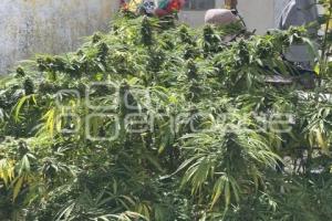 PANTEÓN GUADALUPE . MARIHUANA