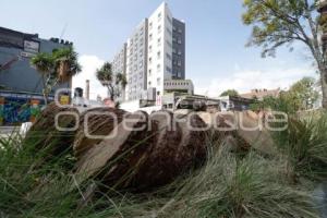AYUNTAMIENTO . PODA DE PALMERAS