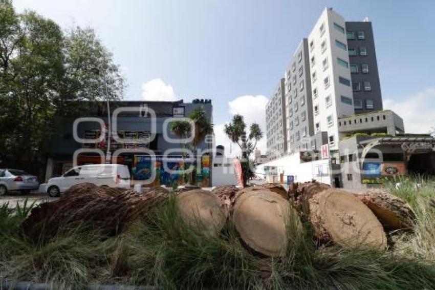 AYUNTAMIENTO . PODA DE PALMERAS