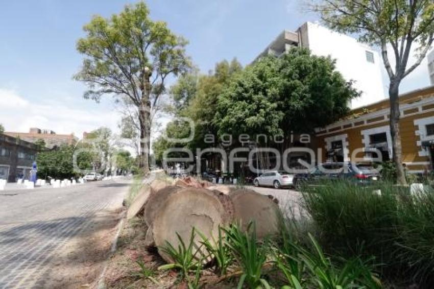 AYUNTAMIENTO . PODA DE PALMERAS