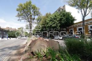 AYUNTAMIENTO . PODA DE PALMERAS