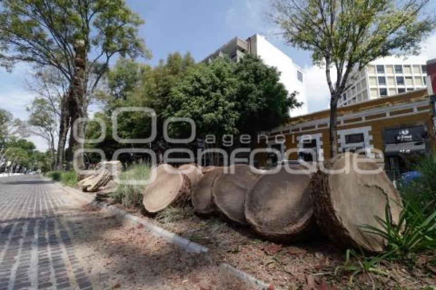 AYUNTAMIENTO . PODA DE PALMERAS