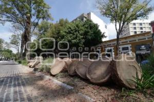 AYUNTAMIENTO . PODA DE PALMERAS