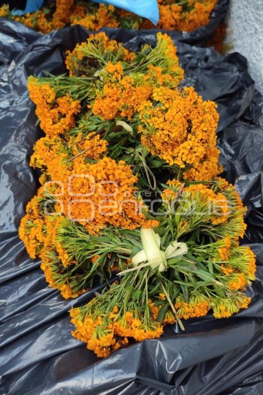 ATLIXCO . FLOR DE PERICÓN