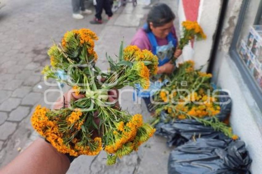 ATLIXCO . FLOR DE PERICÓN
